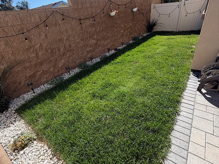 Backyard lawn