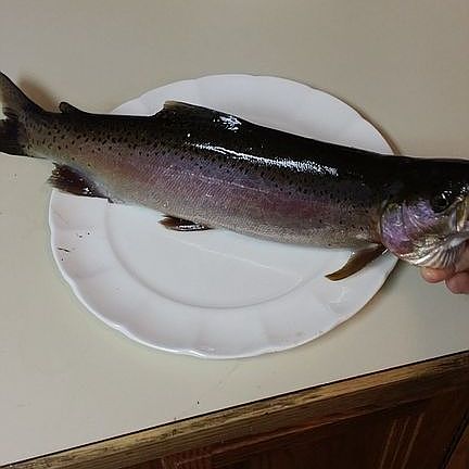 From the backyard pond 