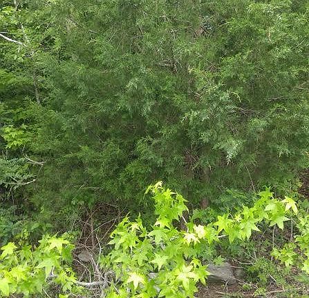 5th image of 540 Debbie Dr Lot 24
