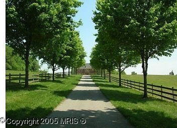 Tree lined driveway