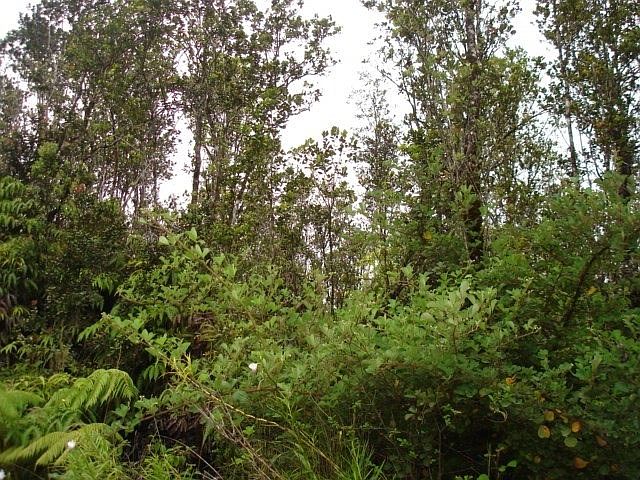 2nd image of Kokokahi Lot 66