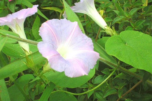 Color abounds in wild flowers on Lot 4.
