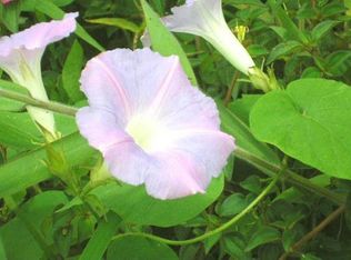 Lot 4 Pohoiki Rd, Pahoa, HI 96778