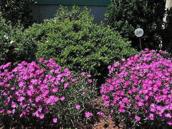 Front garden in bloom