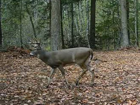 5th image of 0 Pulaski Rd