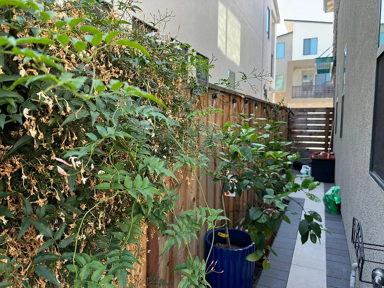 Side yard-1 (1st floor)