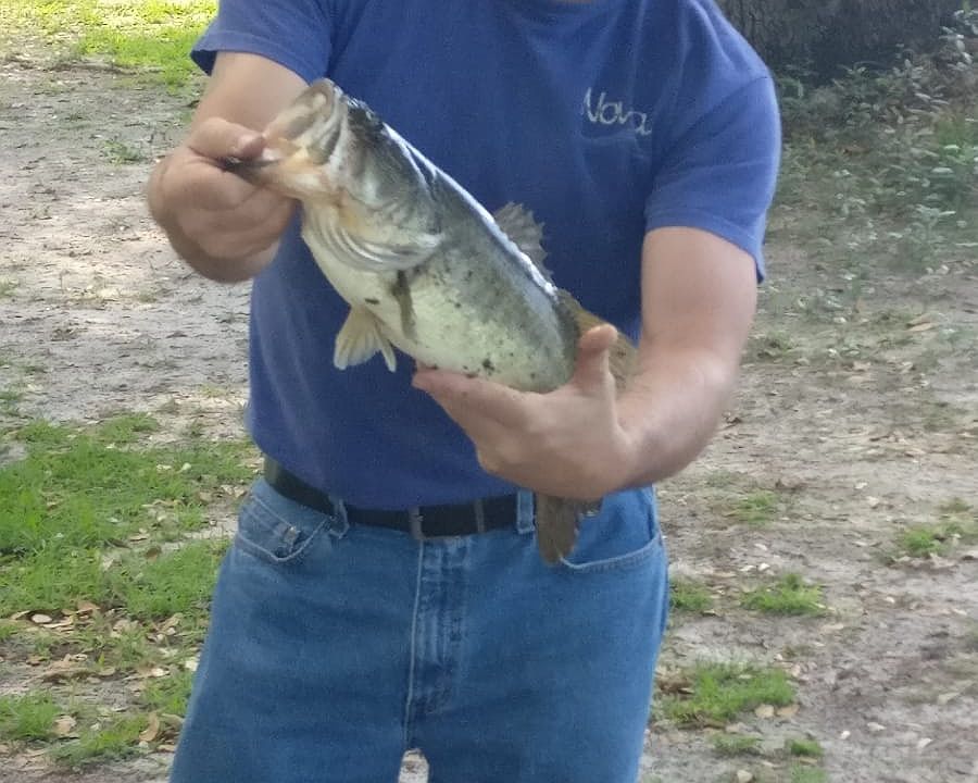 Bass