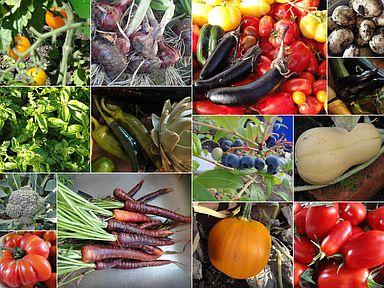 our harvest