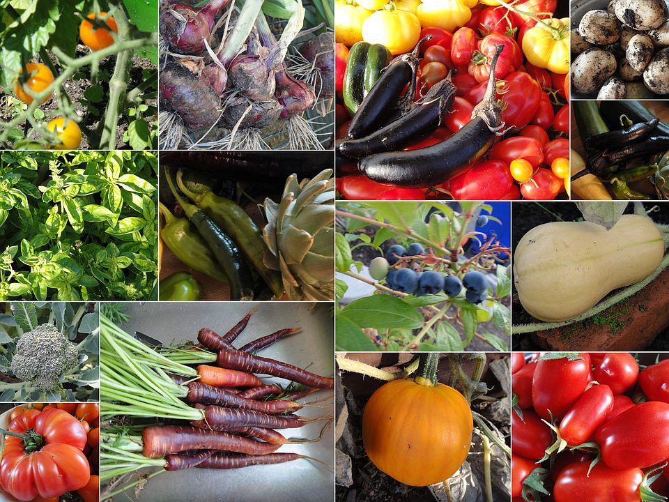 our harvest