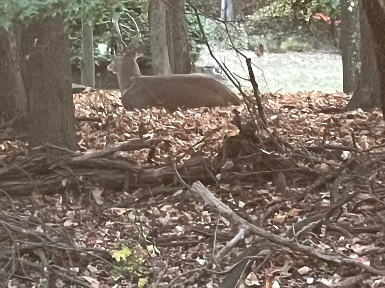 Westfield Manor — Photo 39