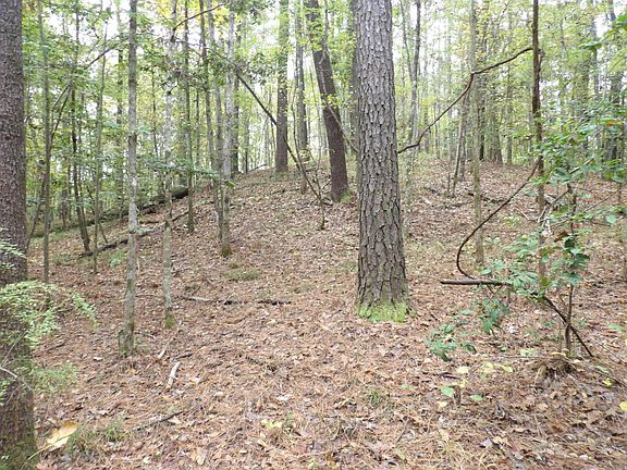 Natural Pine Sawtimber