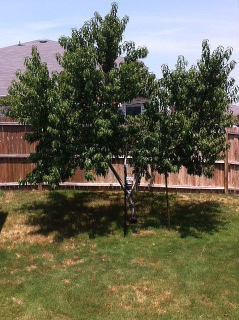 Producting Peach tree in backyard.