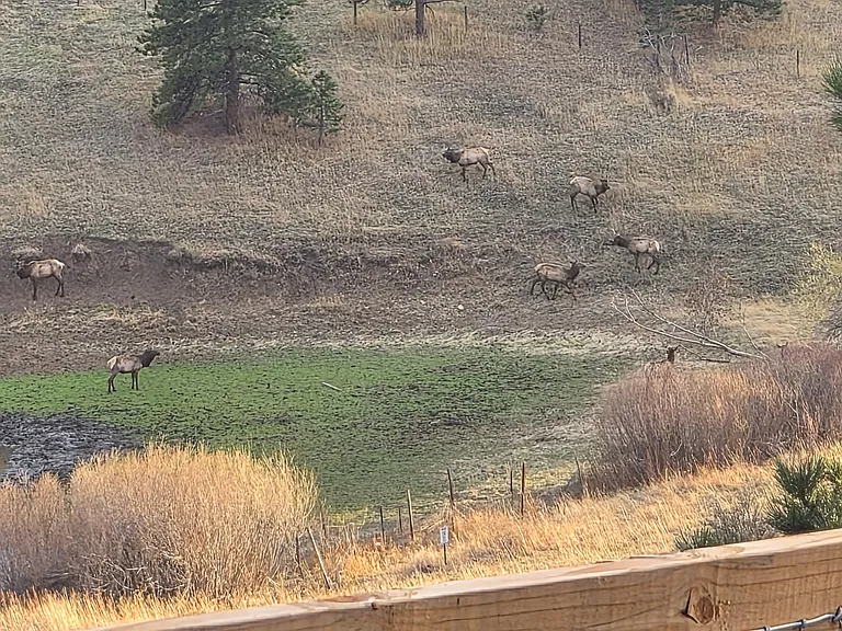 Elk by the pond in front of the neighborhood/ Mount Vernon Canyon Club (taken 04/06/2026).