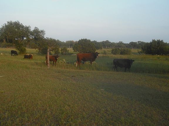 Good Grazing Land
						:
						Cattle (deer, turkeys, rabbits) provide entertainment & tax ag exemption