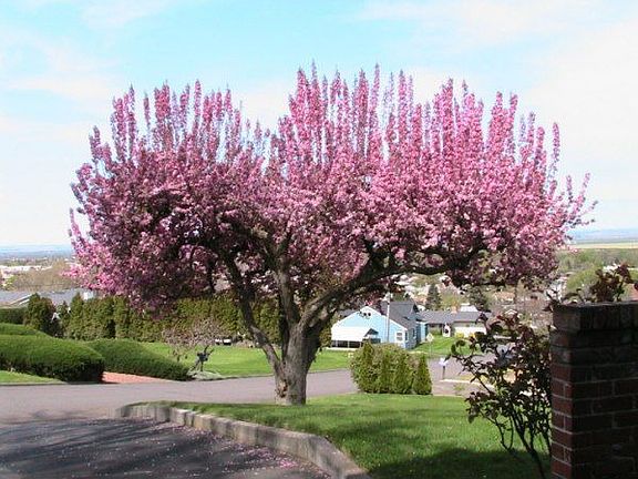 Crab Apple Tree