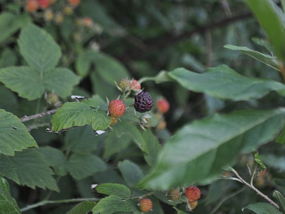 Wild blackberry bushes.