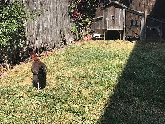 Chicken coop in yard: chickens not included!
