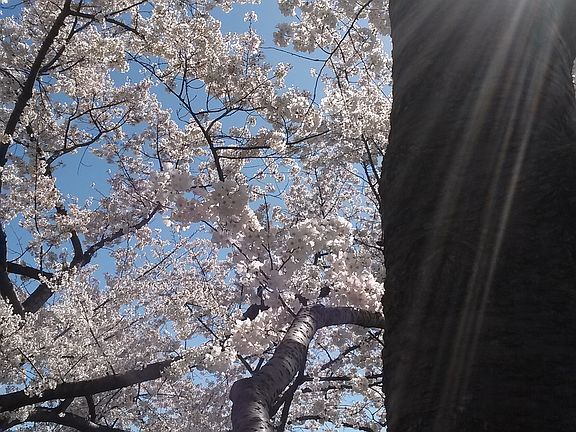 Cherry Tree in Front