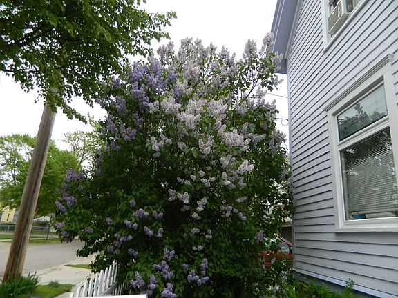 Lilacs in the spring match t