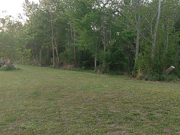 Tree Line From Front