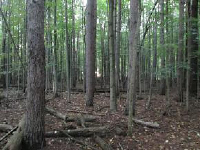 2nd image of Black River Rd