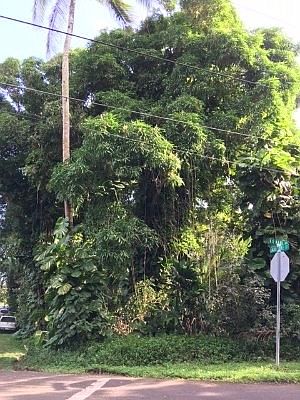 1st image of Kii Nani St Lot 20