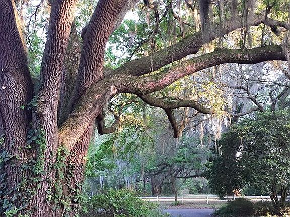 close up front oak