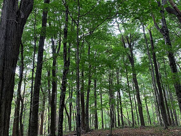 Views on road to top of ridg