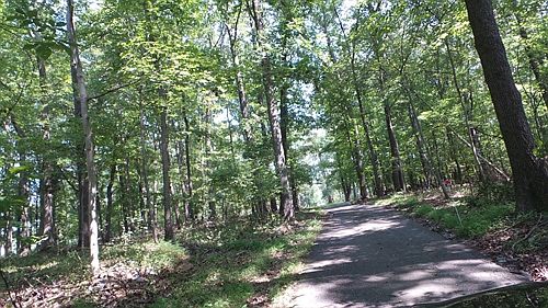 Trees crown the ride home