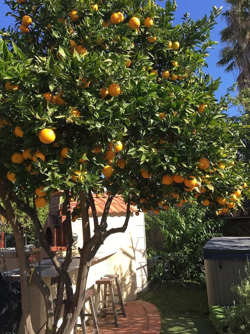 A Slice of Tuscany in San Diego Central — Photo 2