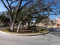 1st image of 46 Texas Laurel