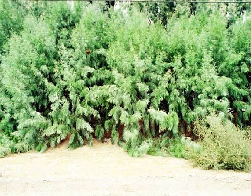 1st image of 602 E IRONWOOD Drive