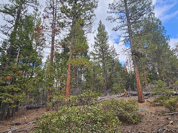 3rd image of Leopard Ln #3711-015A0-04300