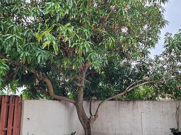 Part of the view of the yard with the most sweet Mangos from the mango tree