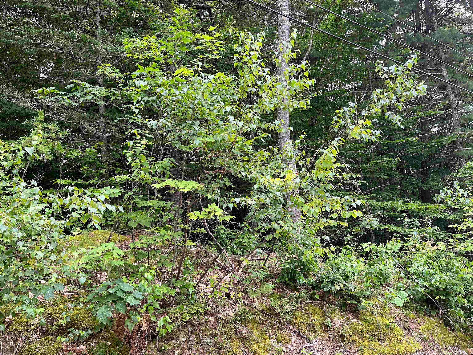 lot 76 Franconia Drive, New Durham, NH 03855 Zillow