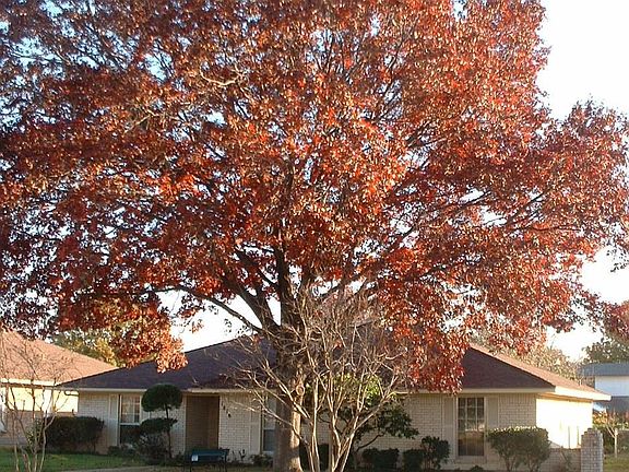 View of Red Oak