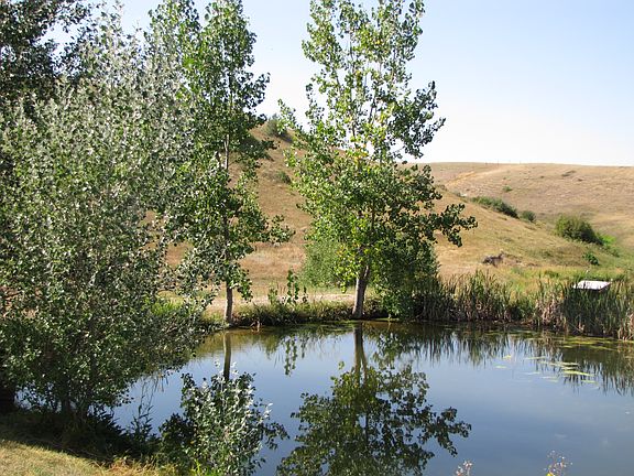 Stocked Fish Pond