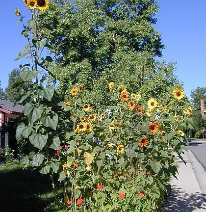 front yard