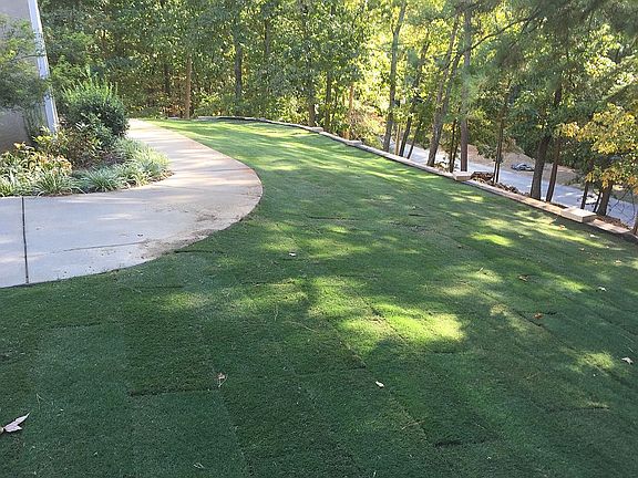 New Zoysia sod