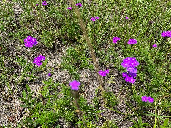 5th image of 12 Rec Rd #255