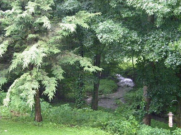 Back Yard  View Summer