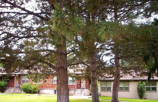 College Park Apts with Mature Trees