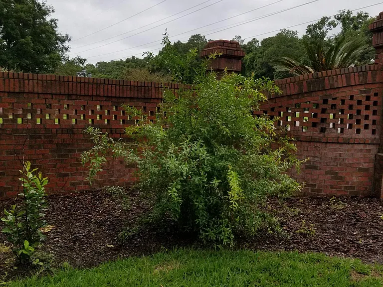 Side Yard