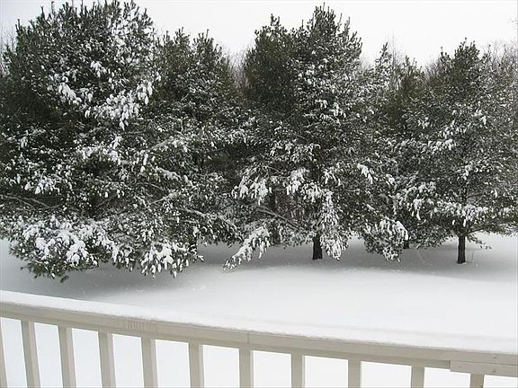 Deck and View of Pines