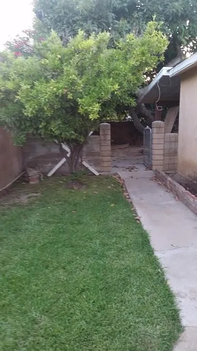 big backyard with fruit trees, large avocado tree, patio area for quiet reading - 1649 Flanagan St