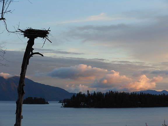 View from deck. Osprey Nest