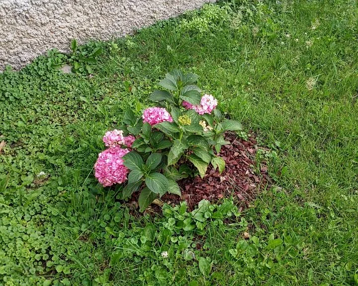 Pink hydrangea