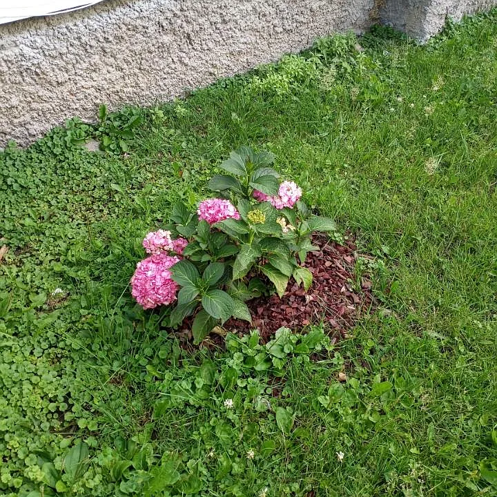 Pink hydrangea