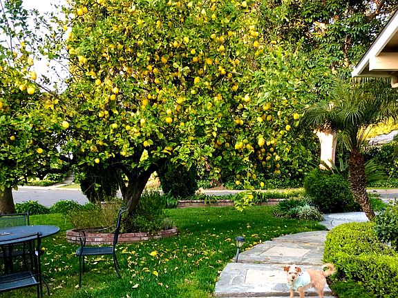 Year-round lemons from tree in front yard.