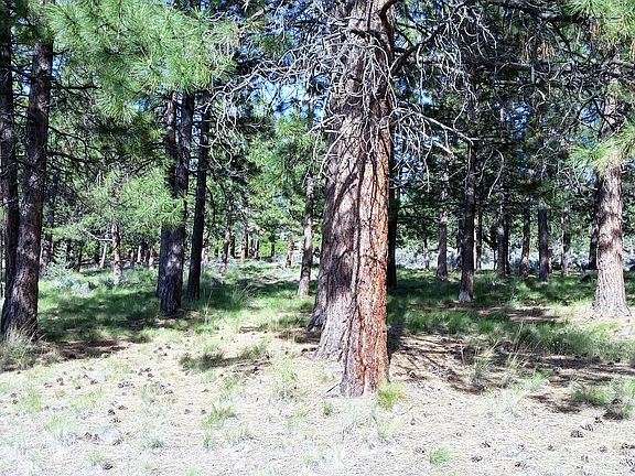 Ponderosa Pine Trees at lot